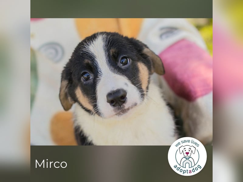 Mirco sucht ein Zuhause