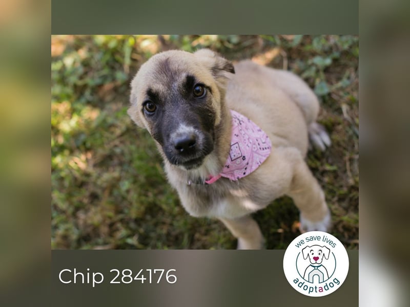 Chip 284176 sucht ein Zuhause