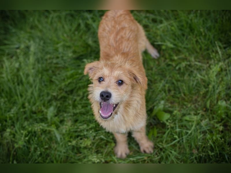 Chip 274819 sucht ein Zuhause
