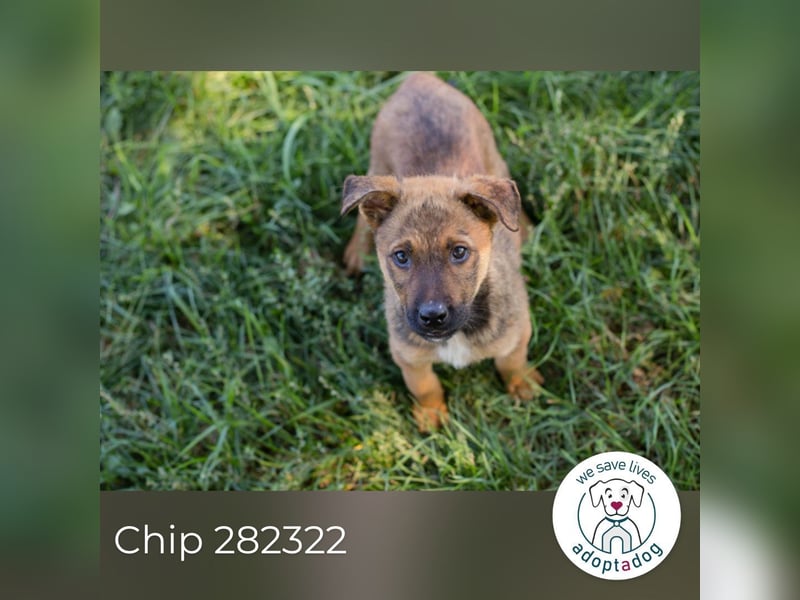 Chip 282322 sucht ein zu Hause