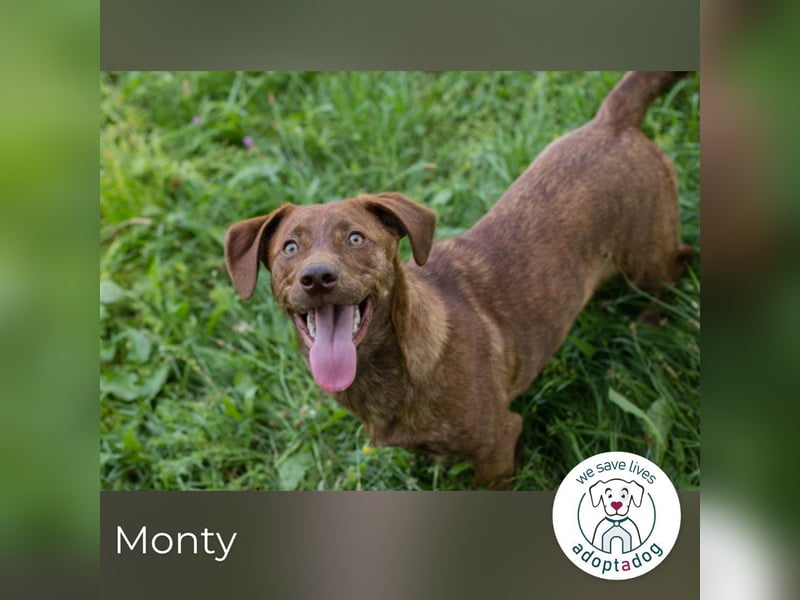 Monty sucht ein Zuhause