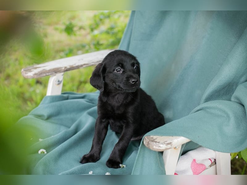 Chip 255286 sucht ein Zuhause