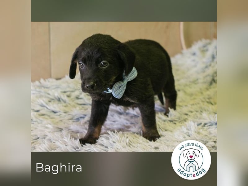 Baghira sucht ein Zuhause