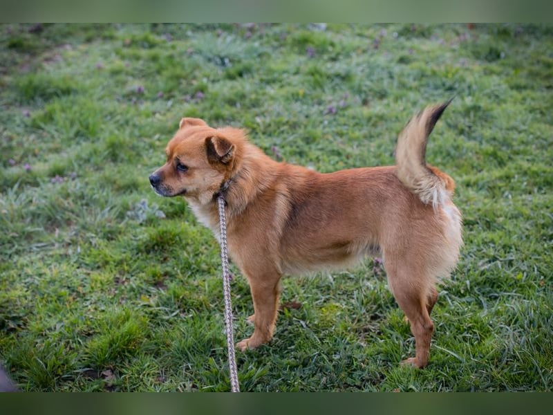 Chip 191148 sucht ein Zuhause