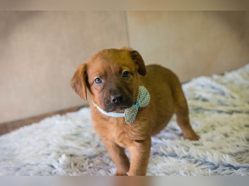 Dinero sucht ein Zuhause