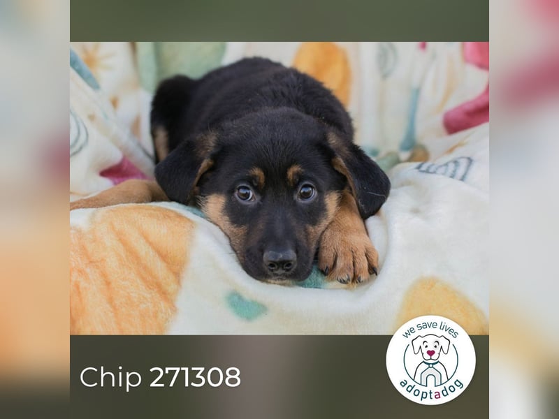 Chip 271308 sucht ein Zuhause