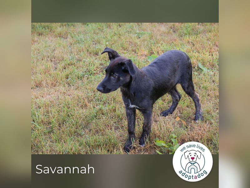 Savannah sucht ein Zuhause