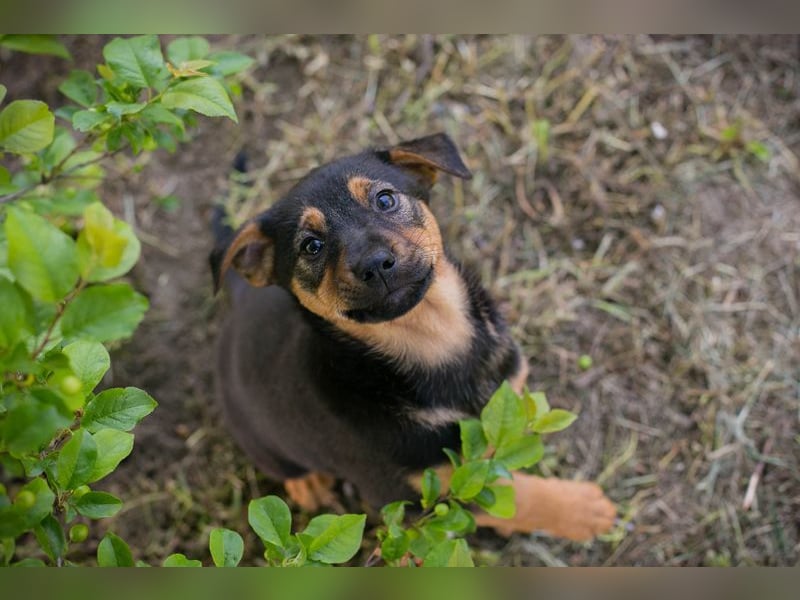 Chip 268112 sucht ein Zuhause
