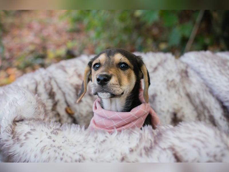 Chip 257113: Hundekind sucht ein Zuhause