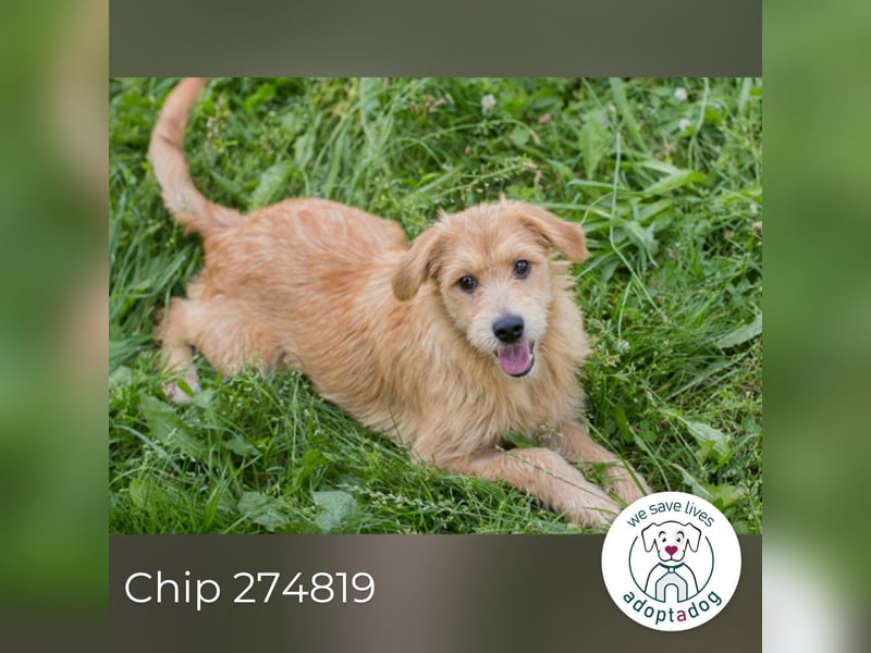 Chip 274819 sucht ein Zuhause