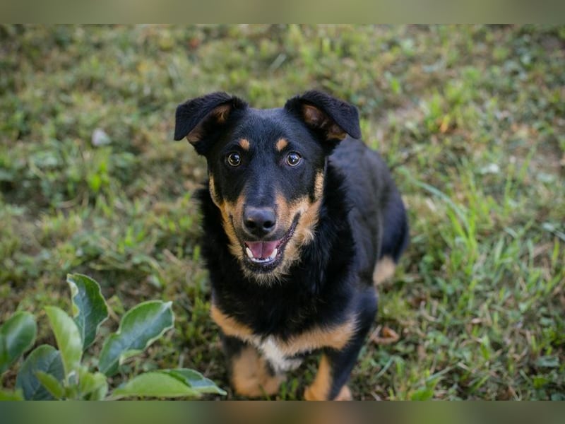 Chip 255969 sucht ein Zuhause