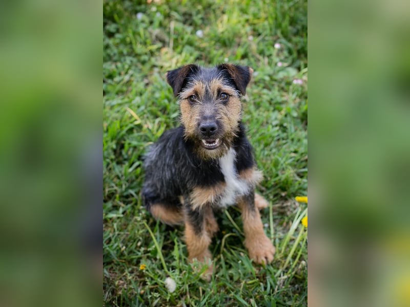 Percy sucht ein Zuhause