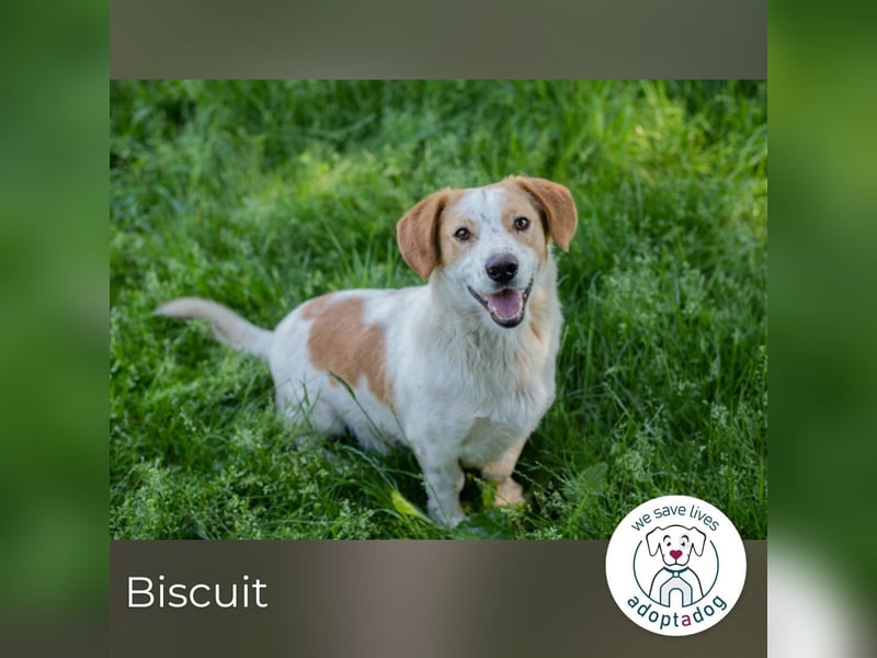Biscuit sucht ein Zuhause