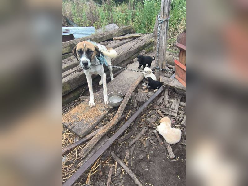 Chip 256635: Hundekind sucht ein Zuhause