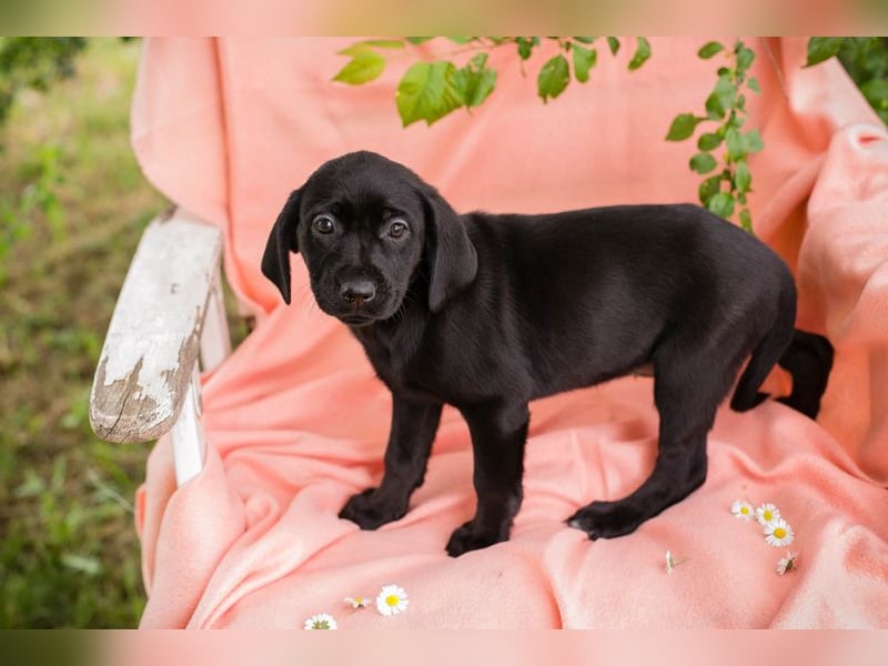 Chip 268167 sucht ein Zuhause