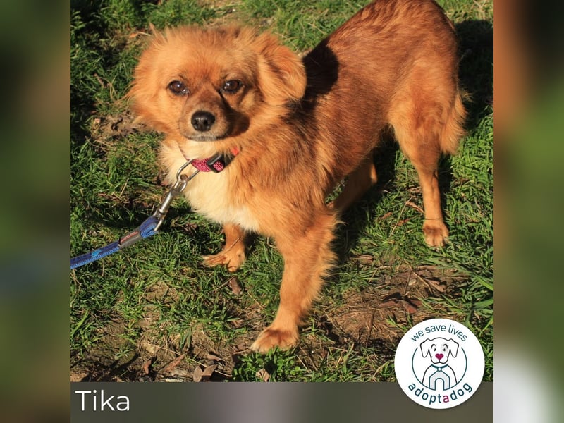 Tika: Liebevolles Kämpferherz