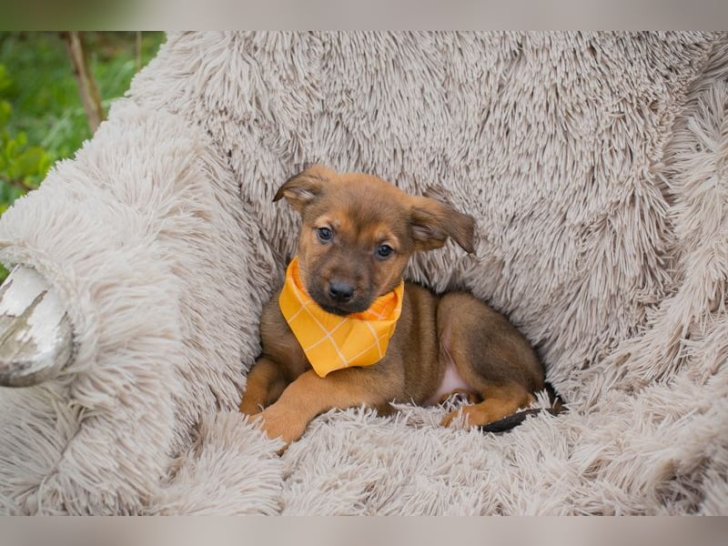 Chip 271439 sucht ein Zuhause