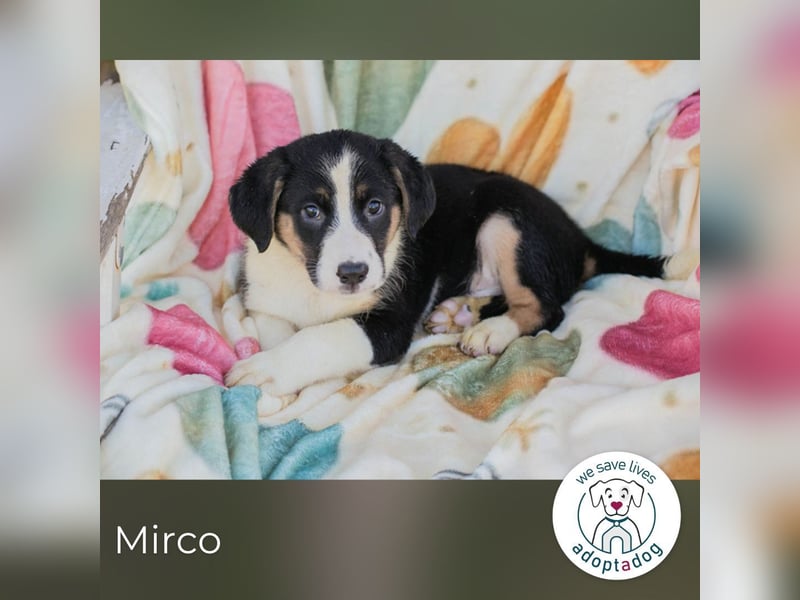 Mirco sucht ein Zuhause