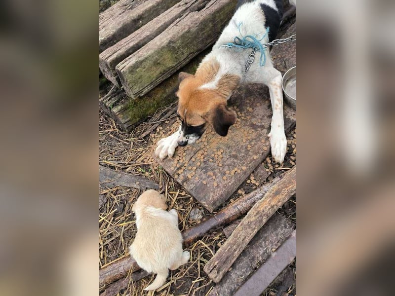 Chip 275179: Hundekind sucht ein Zuhause