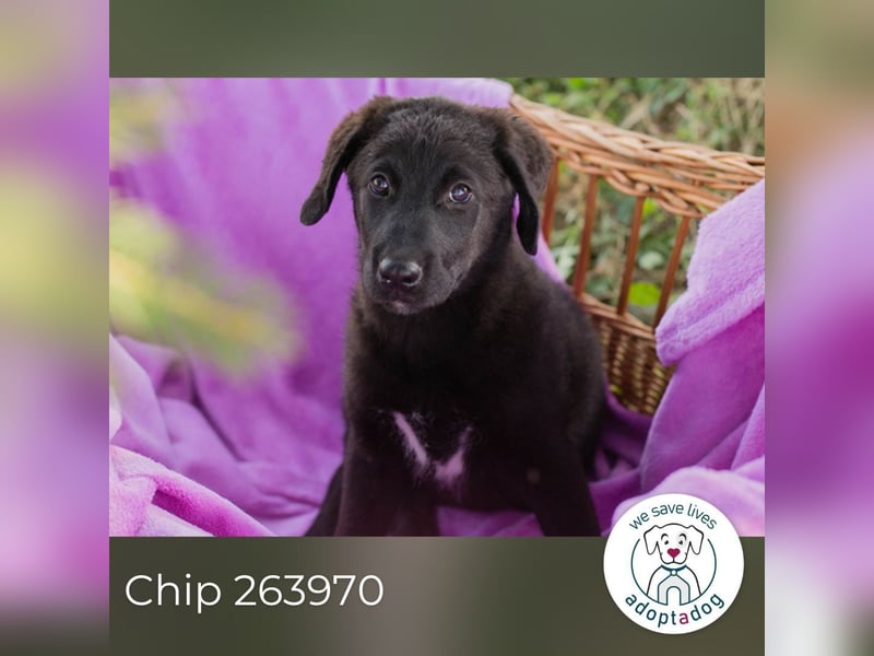 Chip 263970 sucht ein Zuhause