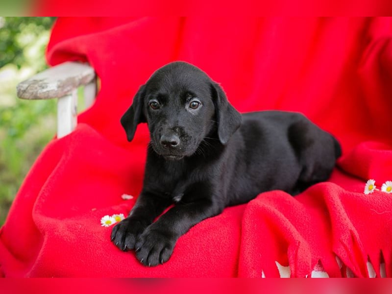 Chip 255437 sucht ein Zuhause
