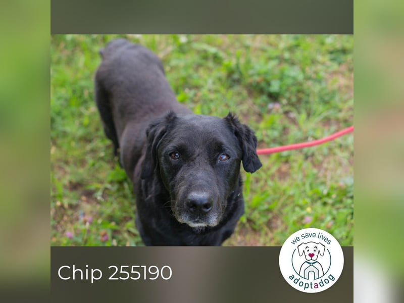 Chip 255190 sucht ein Zuhause