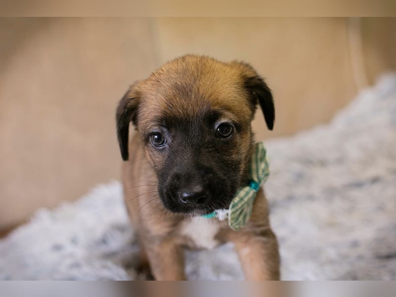 Lucky sucht ein Zuhause