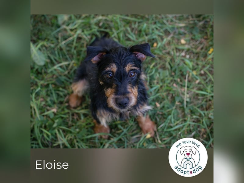 Eloise: Sucht ein Zuhause
