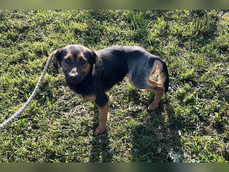 Averna: Zarte kleine Seele