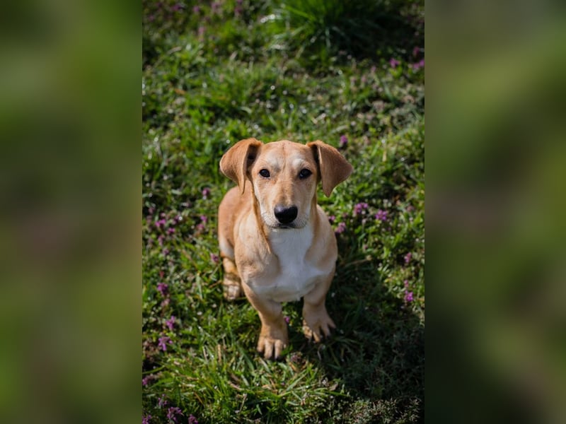 Chip 271750 sucht ein Zuhause