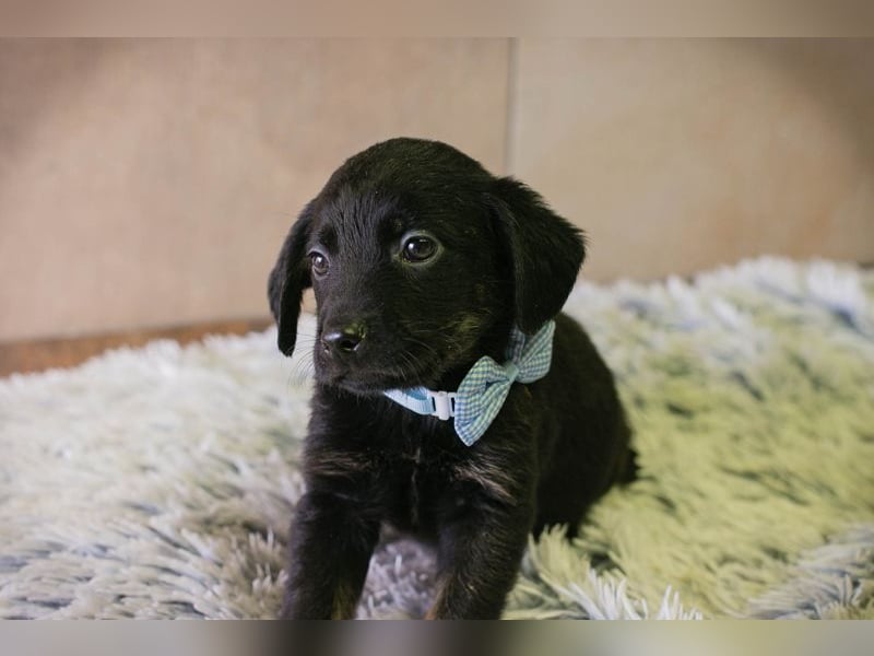 Baghira sucht ein Zuhause