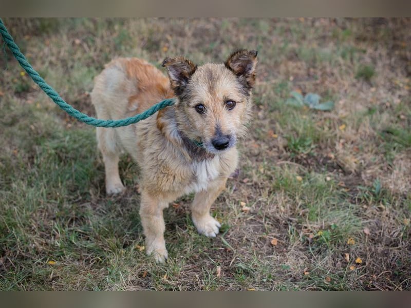 Chip 269113 sucht ein Zuhause