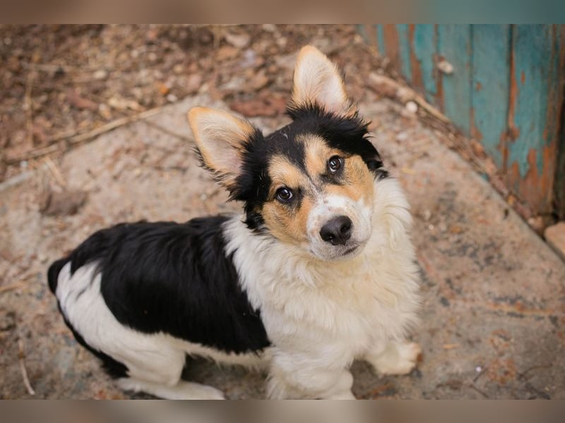 Gino: sucht ein Zuhause