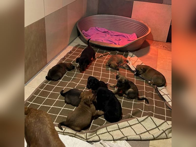 Milo sucht ein Zuhause