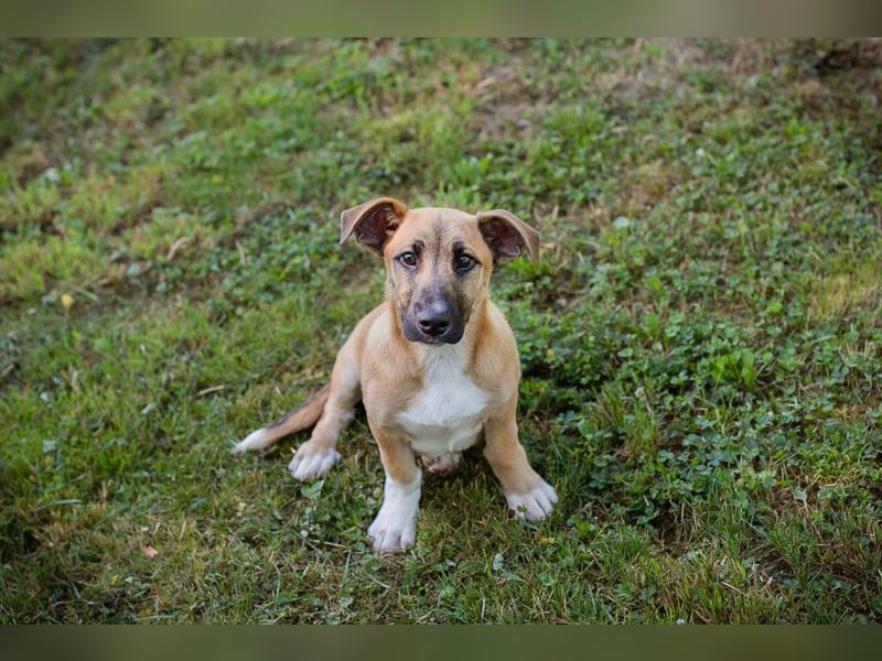 Chip 267946 sucht ein Zuhause