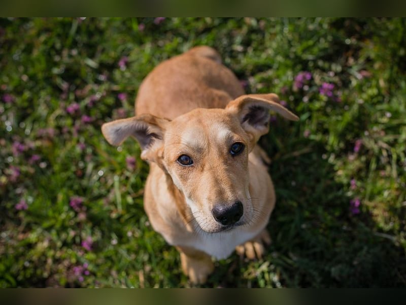 Chip 271750 sucht ein Zuhause