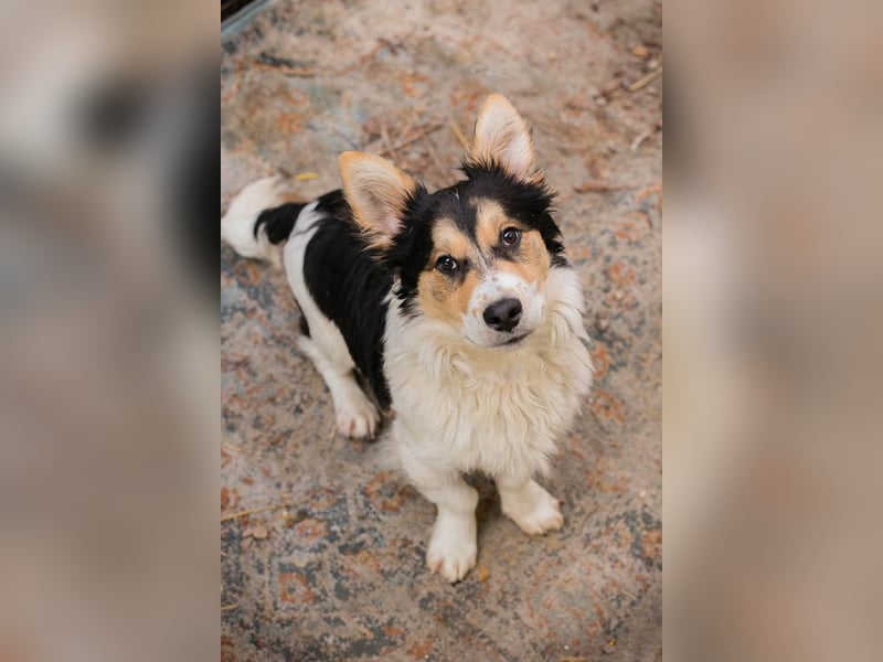 Gino: sucht ein Zuhause