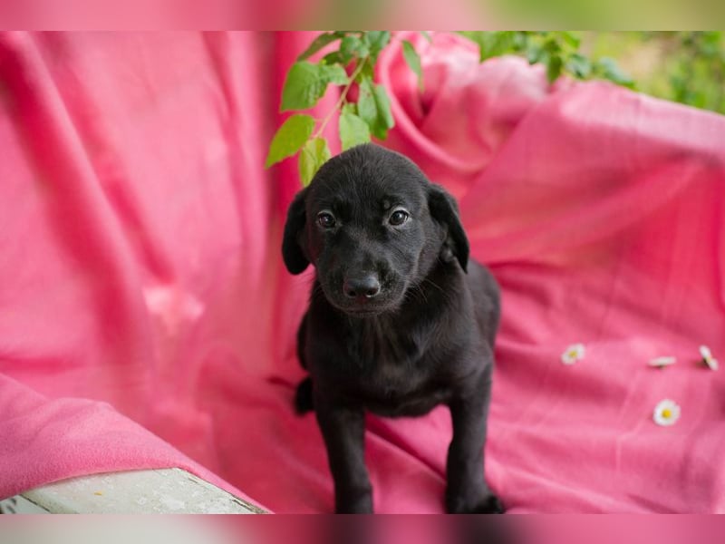 Chip 257531 sucht ein Zuhause