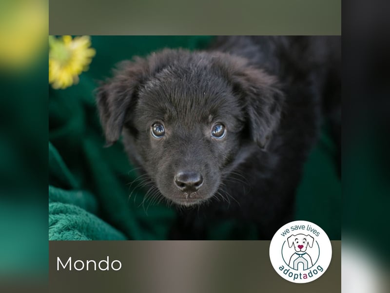 Mondo sucht ein Zuhause