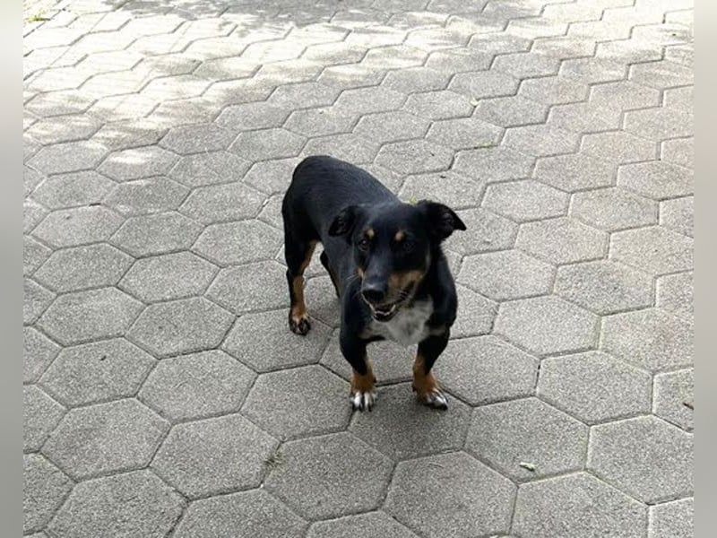 Sidney: Ein Wunder auf vier Pfoten
