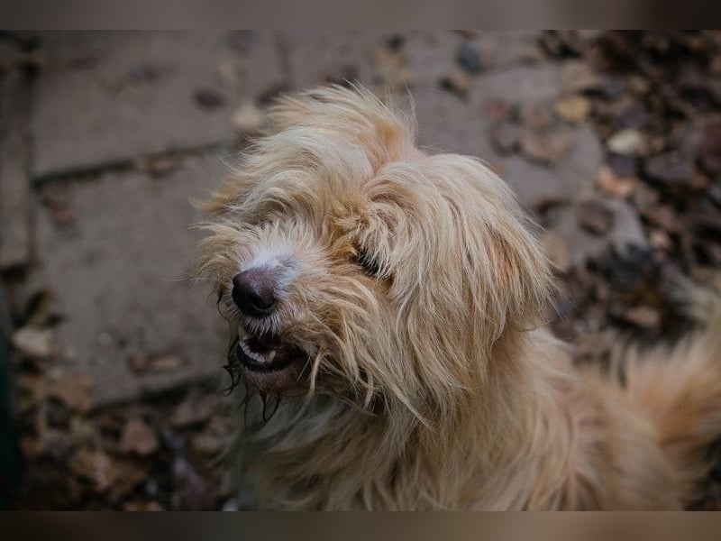 Chip 223139: Sucht ein Zuhause