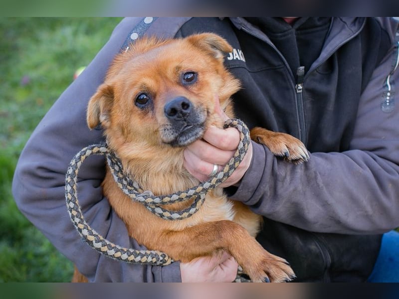 Chip 191148 sucht ein Zuhause