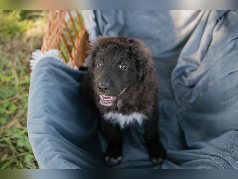 Chip 263454 sucht ein Zuhause