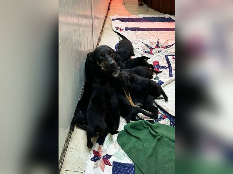 Chip 257531 sucht ein Zuhause