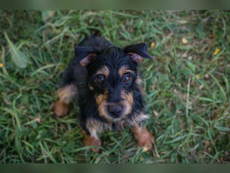 Eloise: Sucht ein Zuhause