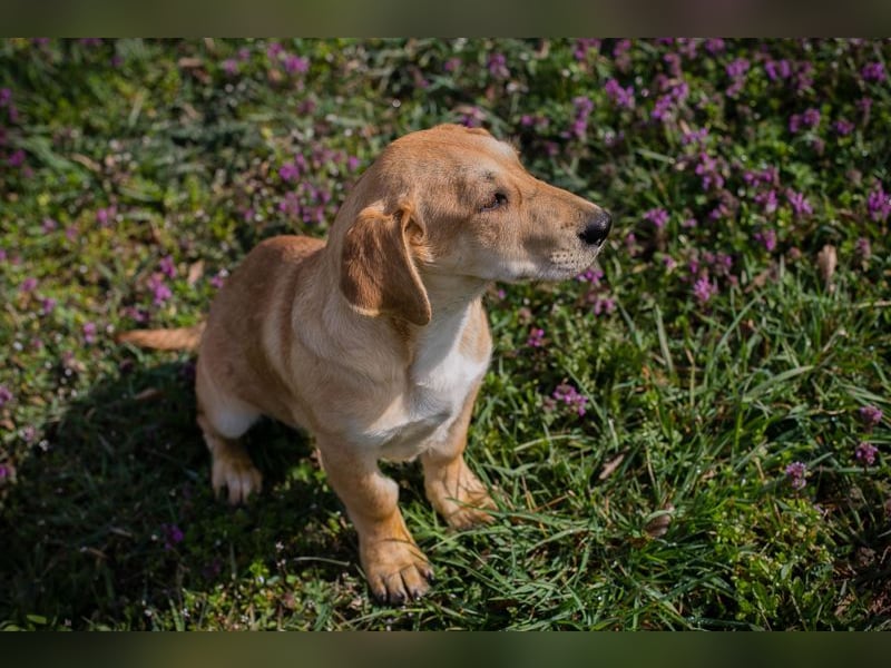 Chip 271750 sucht ein Zuhause