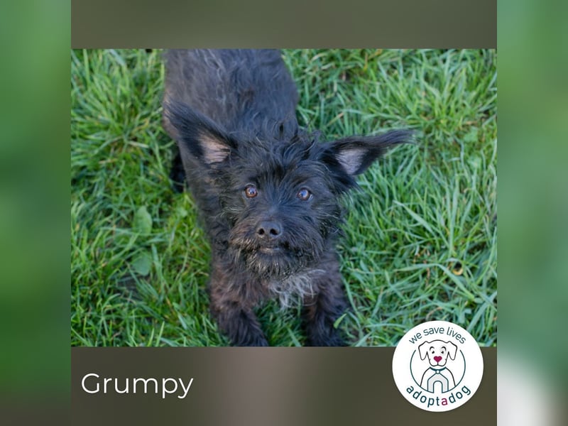 Grumpy sucht ein Zuhause