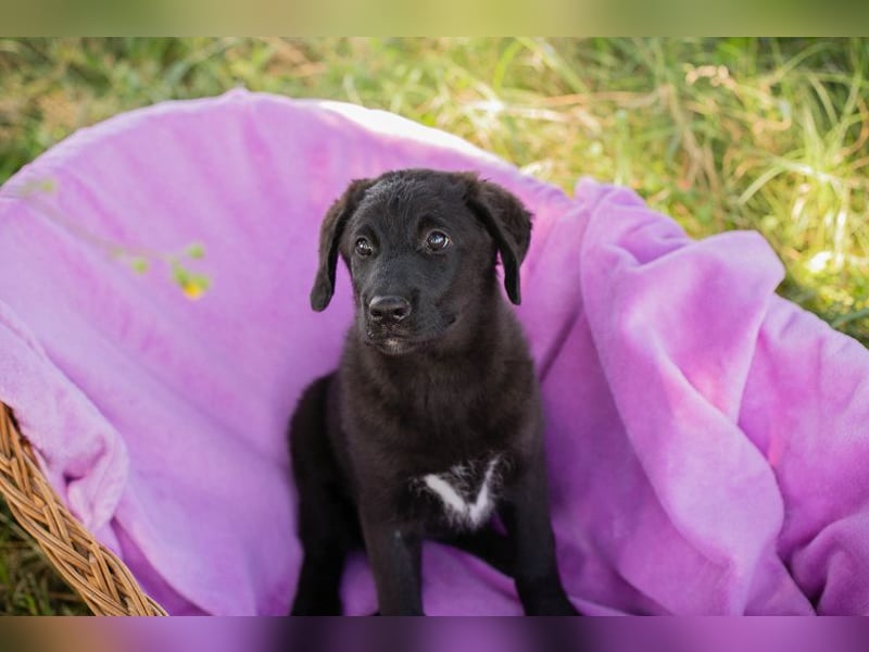 Chip 263970 sucht ein Zuhause