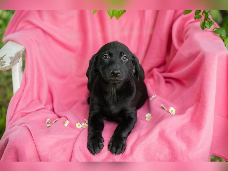 Chip 257531 sucht ein Zuhause
