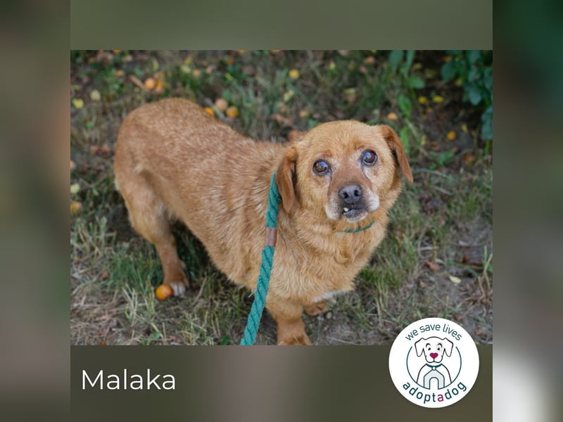 Malaka sucht ein Zuhause
